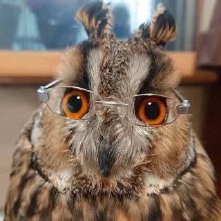 🤓