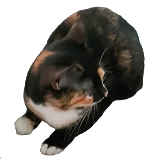 🐈