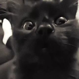 🐾