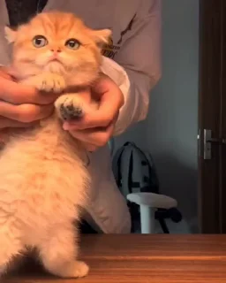 🤩