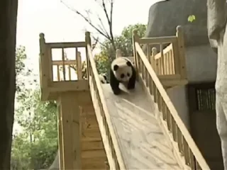🐼