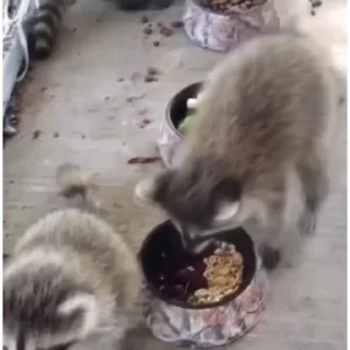🦝