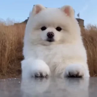 🤩