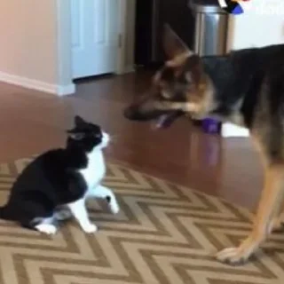😾