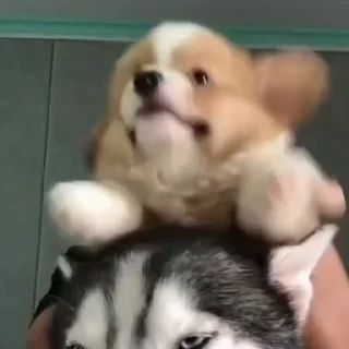 🐶