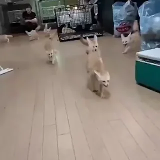 🦊