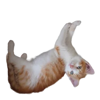 🐈