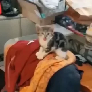 🐈