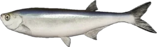 🐟