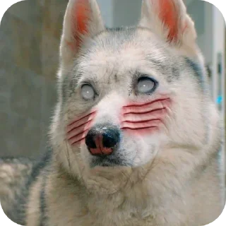 🐶