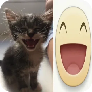 🐱
