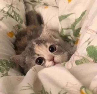 🐱