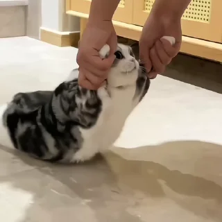 🐾