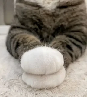 🌟
