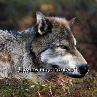 Нейроволк