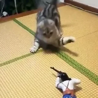 🐈