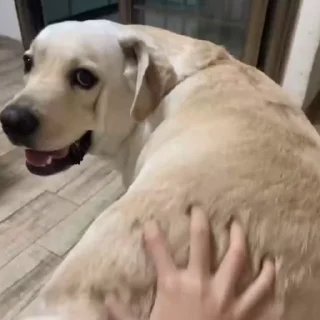 🐩