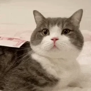 🖐