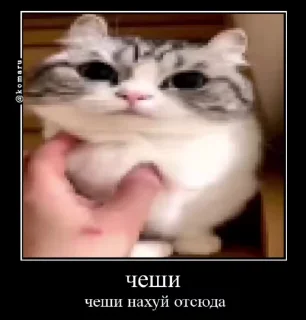 🐱