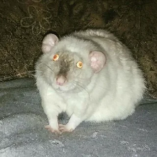 🤪