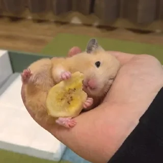🐹
