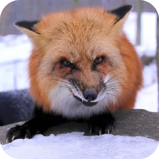 🦊