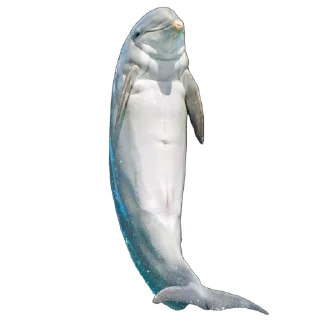 🐬
