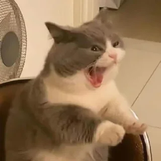🗿