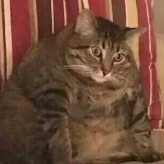 😺