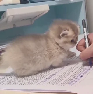 🐱