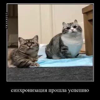 🐱