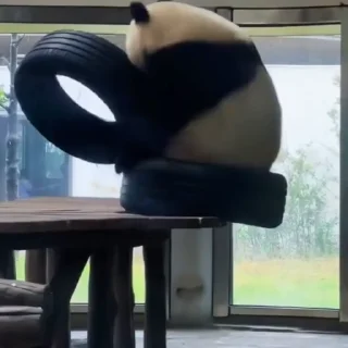 🐼