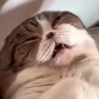 🐈