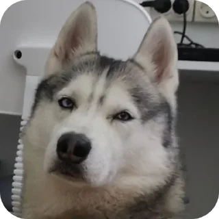 🐶