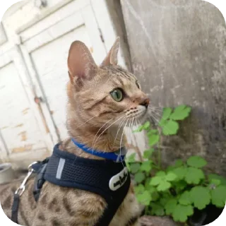 🐱