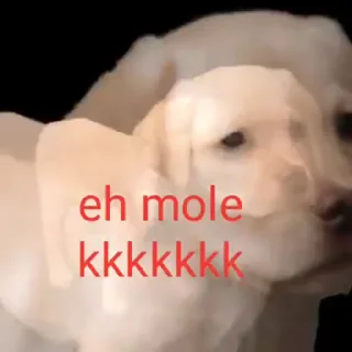 🐶