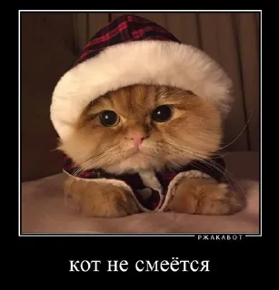 😿