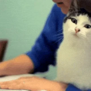 🐱