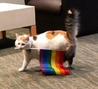 🏳️‍🌈