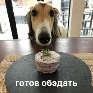 🍽