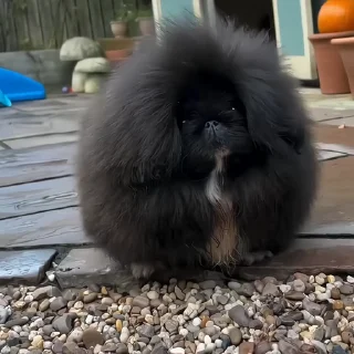 🐶