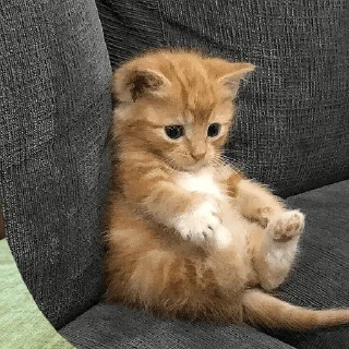 🙀