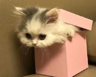😺