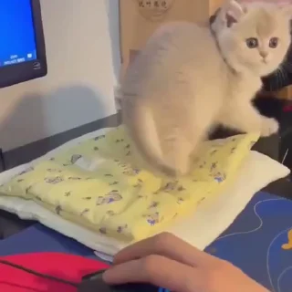 🐱