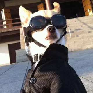 😎