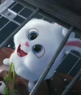 🐰