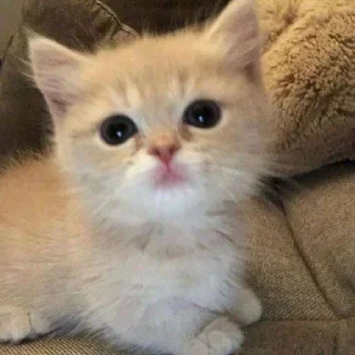 🥺