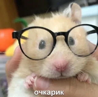 👓