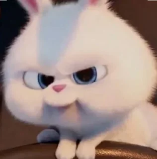 🐰