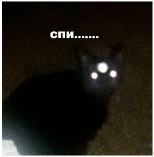 🐱